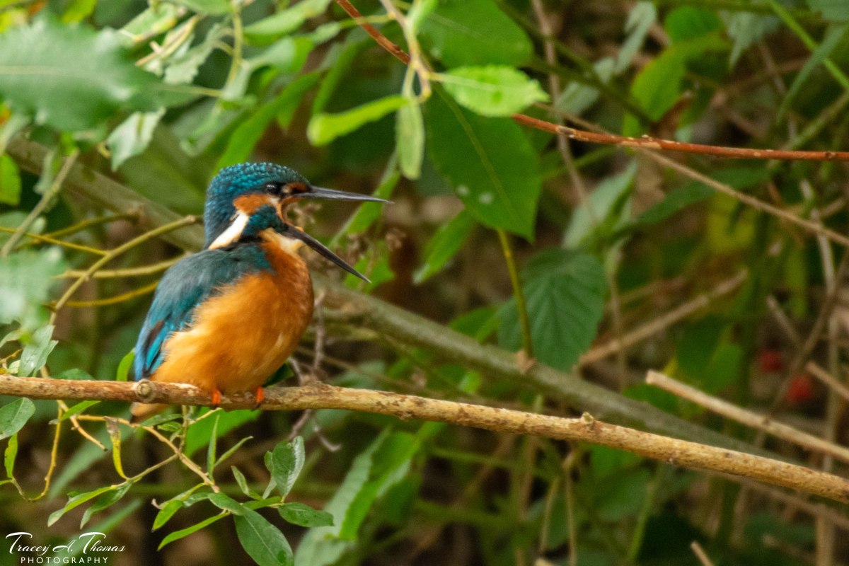 Canal Trip to Tixall Wide (Part&nbsp;2)